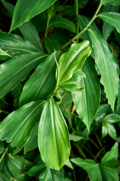 근접 촬영 아름다운 Philodendron Tripartitum 식물