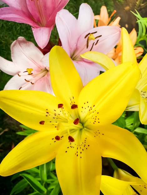 庭の黄色いユリの花の美しい写真をクローズ アップ。乳棒、花びら、雄しべの詳細が見える
