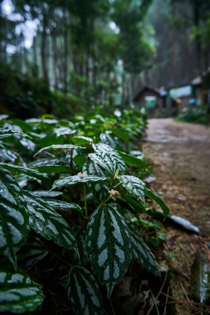 美しいPileacadierei植物のクローズアップ