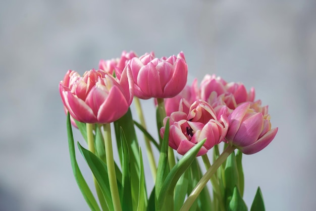 Foto primo piano di bellissimi fiori di tulipano a doppio fiore rosa isolati su uno sfondo chiaro