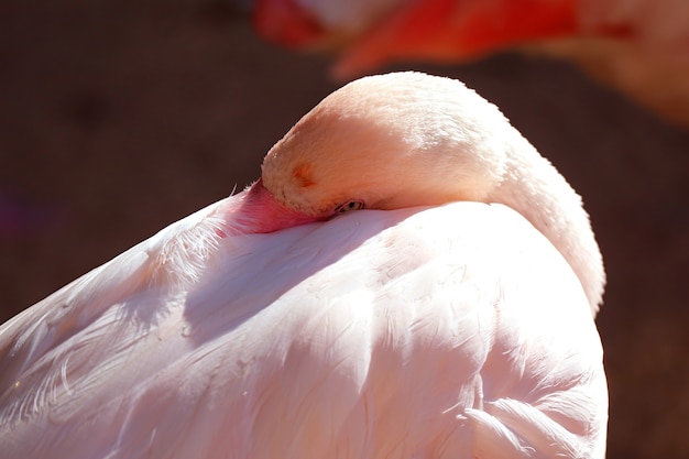 Foto primo piano un bellissimo fenicottero rosa che si prepara a dormire