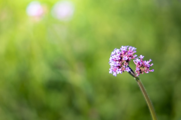 Closeup of beautiful pink flower in the garden