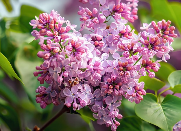 庭でいているバラの木の美しいピンクの花のクローズアップ