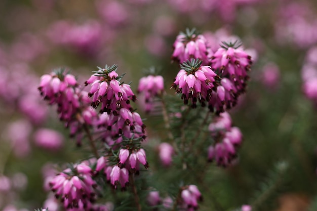 Photo closeup of beautiful pink heath flowers on a blurred background