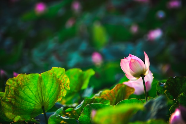 Closeup Beautiful pink lotus flower in pond.  