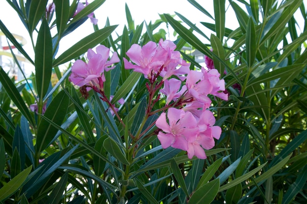 Closeup beautiful pink oleander flowers with bright green leafs Mediterranean flora of Croatia or Turkey