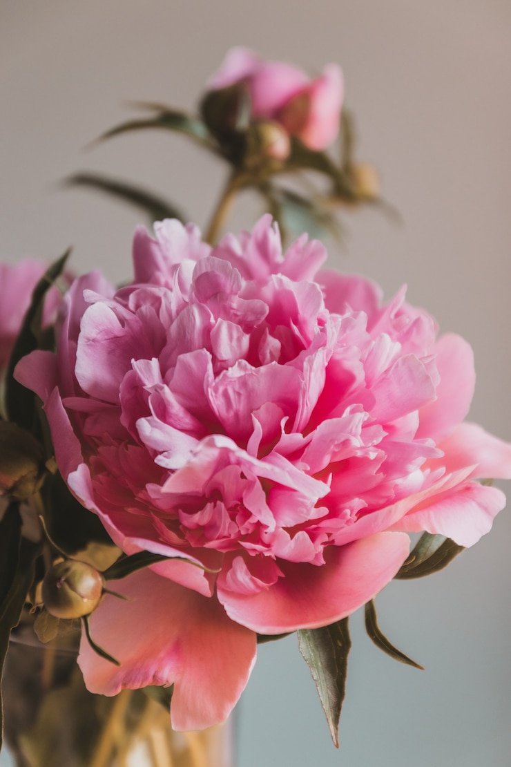 Photo closeup of beautiful pink peony flower petals