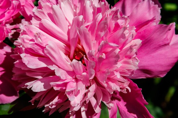 美しいピンクの牡丹の花のクローズアップ