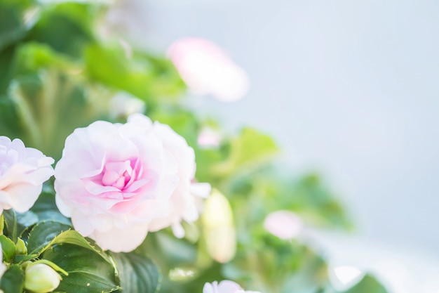 Крупным планом красивая розовая роза на фоне затуманенное вид на сад с копией пространства