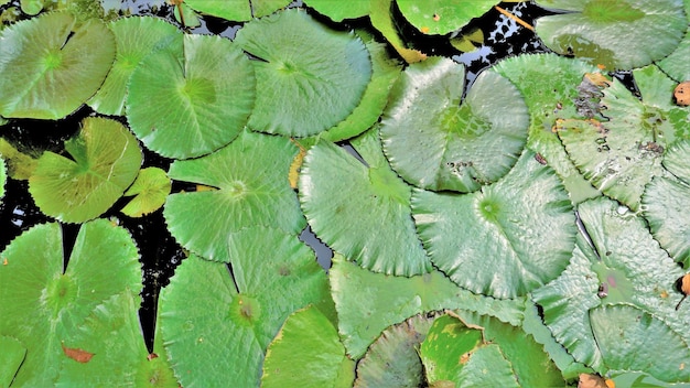 Closeup of beautiful plant of Nymphaea lotus also known as Egyptian lotus water lily etc