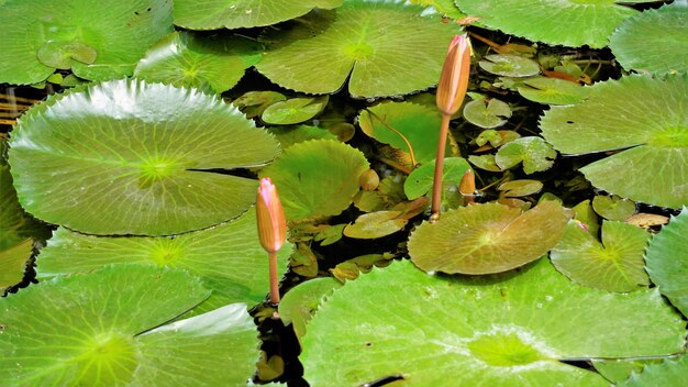 Closeup of beautiful plant of Nymphaea lotus also known as Egyptian lotus water lily etc