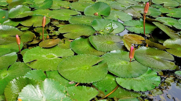 Closeup of beautiful plant of Nymphaea lotus also known as Egyptian lotus water lily etc