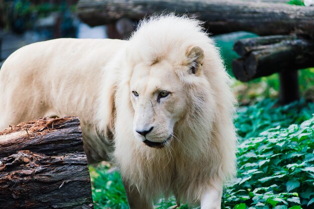 Closeup beautiful portrait of big African Lion.