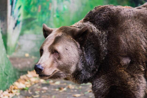 Foto bello ritratto del primo piano di grande orso bruno