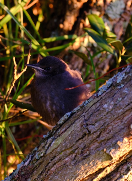 Closeup of a beautiful purple bird resting on a tree trunk in nature