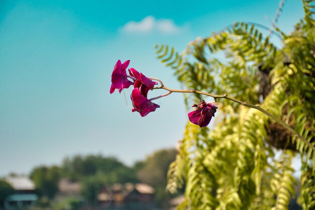 Foto un primo piano delle bellissime orchidee viola a kanchanaburi
