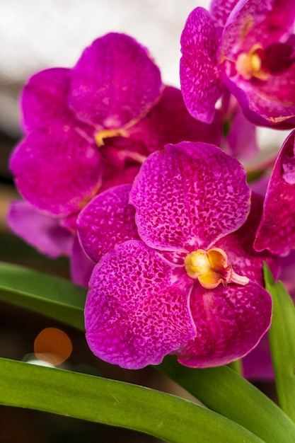 Closeup of beautiful purple Vanda orchids