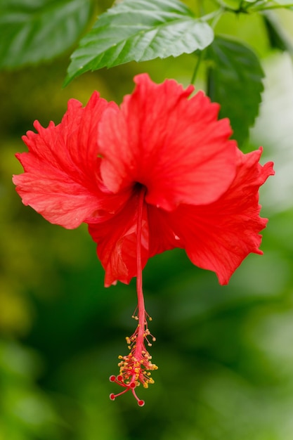 美しい赤いハイビスカスの花のクローズアップ。浅い被写界深度。