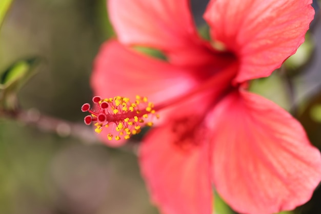 雌しべと美しい赤い大きな花のクローズアップ