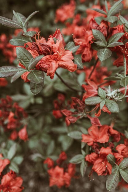 Closeup of beautiful red rhododendron flowers bloom bush.