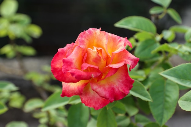 Closeup of a beautiful rose flower bloom in the garden