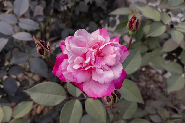 庭に咲く美しいバラの花のクローズアップ