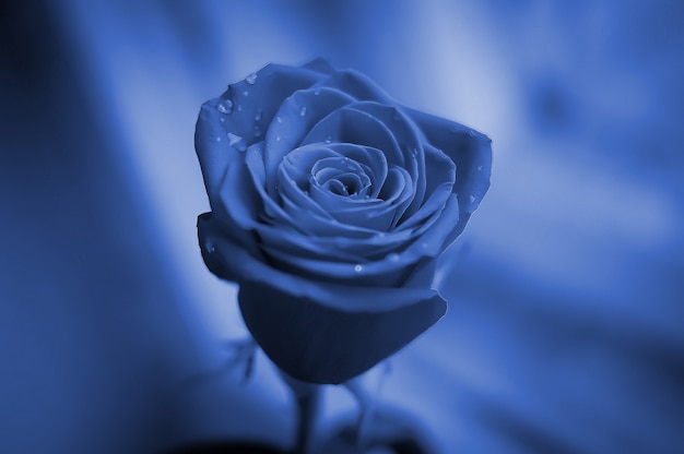 Closeup of a beautiful rose with rain drops. Greeting concept for birthday, international woman's day, valentines day. Classic Blue Pantone color of the year 2020