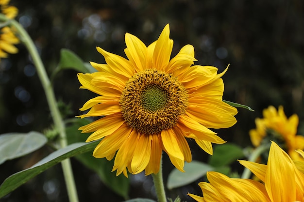 Primo piano di una bella fioritura di girasole nel giardino