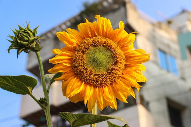 Closeup of a beautiful sunflower bloom in the garden