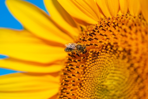 Closeup of a beautiful sunflower in a field