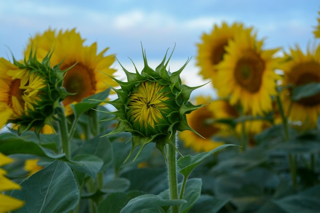 Closeup of a beautiful sunflower flower against a clear blue sky and other sunflowers