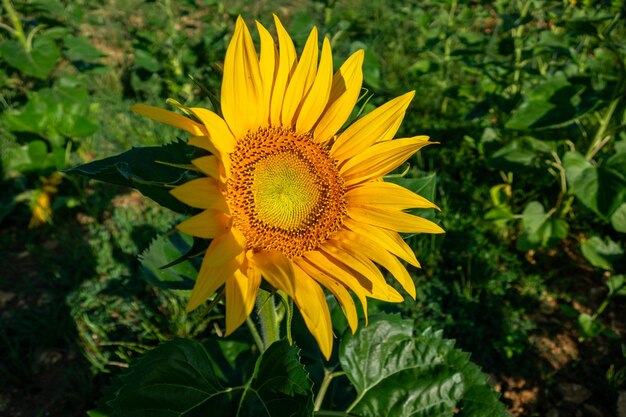 Closeup of a beautiful sunflower flower in summer under the sun