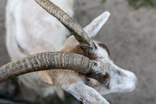 Closeup beautiful textured goat horns top view