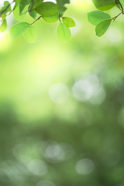 La bella vista del primo piano della foglia verde della natura sulla vegetazione ha offuscato il fondo con lo spazio della copia e della luce solare. è utilizzato per lo sfondo estivo di ecologia naturale e per il concetto di carta da parati fresca.