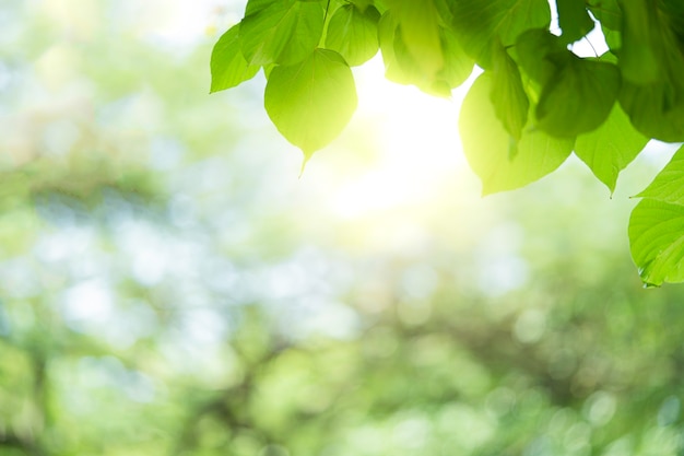 Bella vista del primo piano della foglia verde della natura su fondo vago vegetazione.