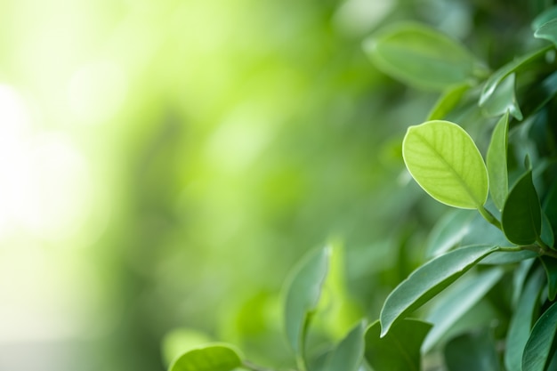 照片特写大自然的美丽观点绿叶模糊的绿叶树背景与阳光在公共花园公园。壁纸和背景是景观生态和复制空间。