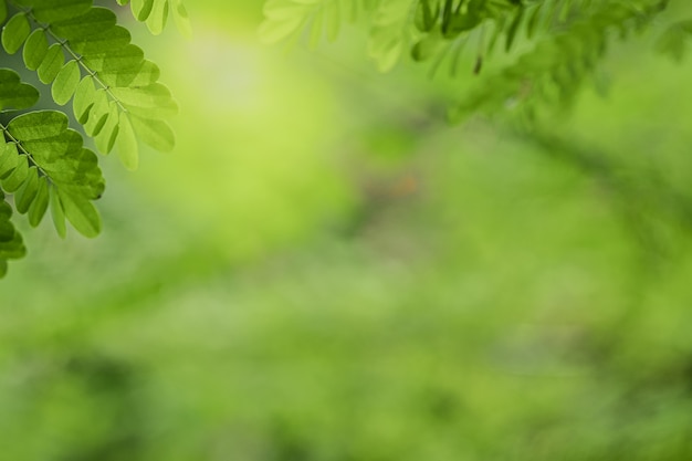 公共の庭公園で日光と緑の木の背景をぼかした写真の緑の葉の美しい景色をクローズアップ。それは風景の生態と壁紙と背景のコピースペースです。