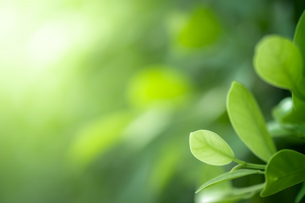 Closeup beautiful view of nature green leaves on blurred greenery tree background with sunlight in public garden park. It is landscape ecology and copy space for wallpaper and backdrop.