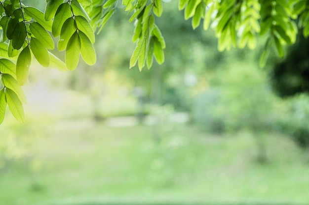 Closeup beautiful view of nature green leaves on blurred greenery tree background with sunlight in public garden park.