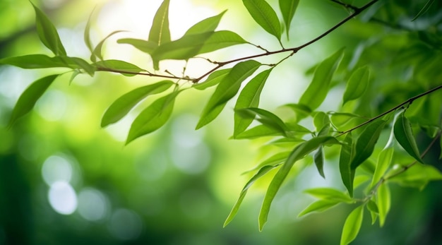 Closeup beautiful view of nature green leaves on blurred greenery tree background