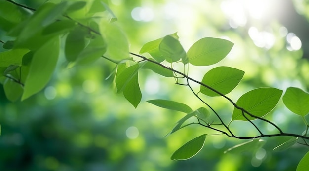 Closeup beautiful view of nature green leaves on blurred greenery tree background