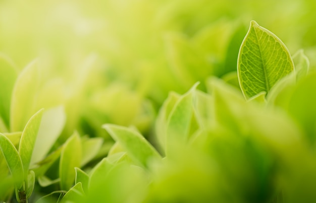 Closeup beautiful view of nature green leaves on blurred greenery tree with sunlight 