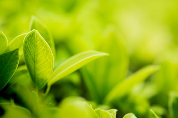 Closeup beautiful view of nature green leaves on blurred greenery tree with sunlight 