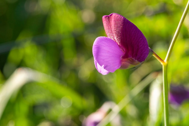 Closeup of a beautiful violet flower