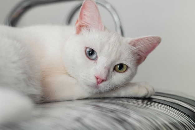 Крупный план красивой белой кошки с гетерохромией радужной оболочки глаз