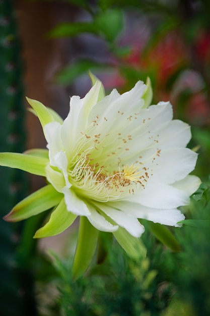 Closeup beautiful white Cereus peruvianus flower on garden