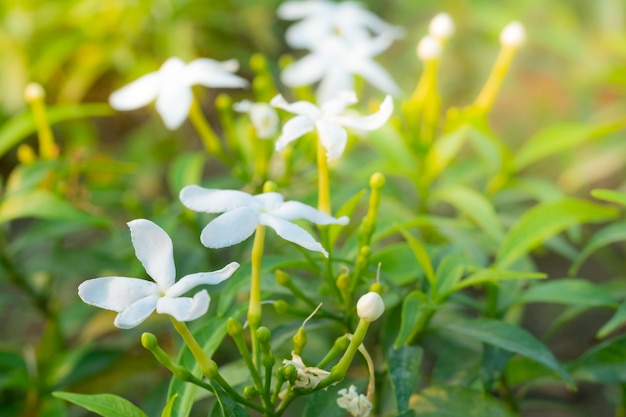 Closeup beautiful white flower. Blooming in garden. Gerdenia Crape Jasmine