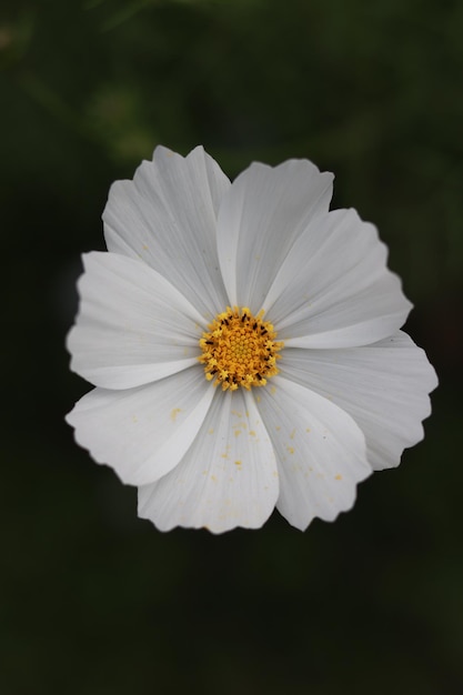 Closeup of a beautiful white flower