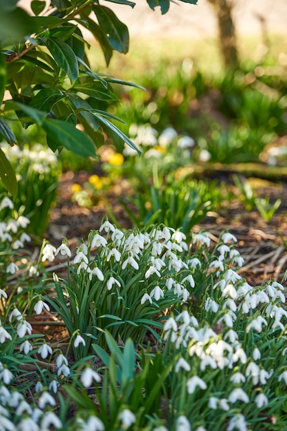Closeup of beautiful white flowers growingin a garden or botanical forest grass land in Spring Pure Common Snowdrop plants growing in natural soil beside green trees and leaves