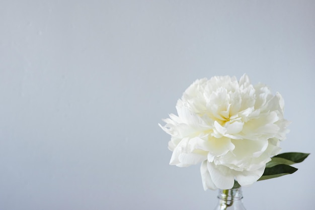 コピースペースと灰色の壁の背景に花瓶の美しい白い牡丹の花のクローズアップ